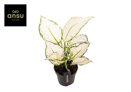 Aglaonema Blanche Joie - Ø12cm - ↕35cm
