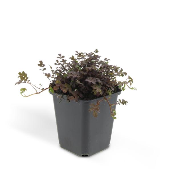 Acaena microphylla 'Kupferteppich' - ↕10-25cm - Ø9cm - 60x