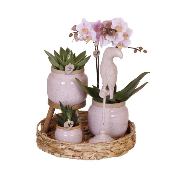 Compagnie des Colibris | Coffret cadeau Romantique| Ensemble de plantes avec orchidées Phalaenopsis roses et plantes succulentes, avec pots décoratifs en céramique.
