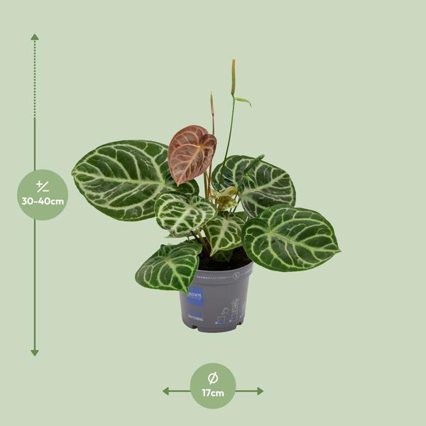 Anthurium Cristal Hybride Compact - Ø17cm - ↕40cm