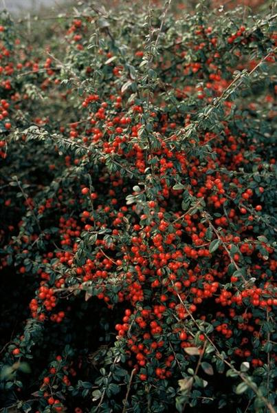 Cotoneaster suec. 'Coral Beauty' - ↕10-25cm - Ø9cm - 60x