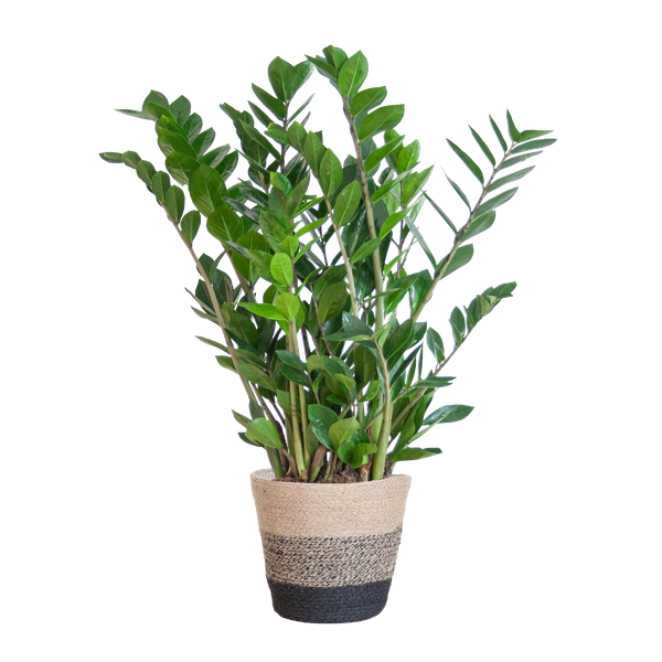 Zamioculcas Zamiifolia avec Panier Lisbonne noir - 80cm - Ø21