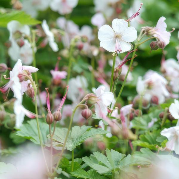 Geranium cant. 'Biokovo' - ↕10-25cm - Ø9cm - 6x