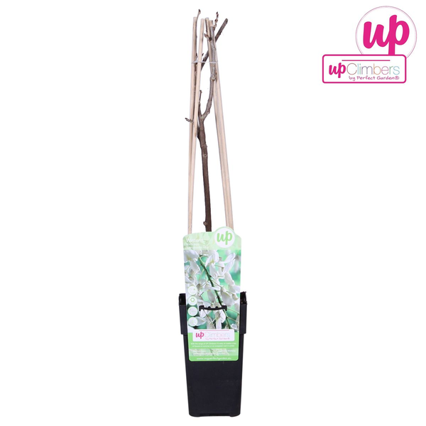 Glycine floribunda Alba - Pluie blanche - Ø15cm - ↕65cm