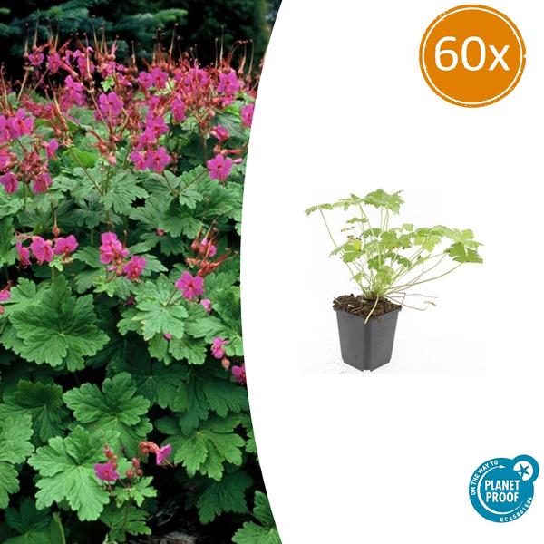 Geranium macr. 'Czakor' - ↕10-25cm - Ø9cm - 60x