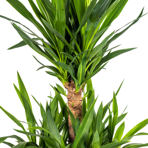 Yucca Éléphantipes Ø30cm - ↕100cm