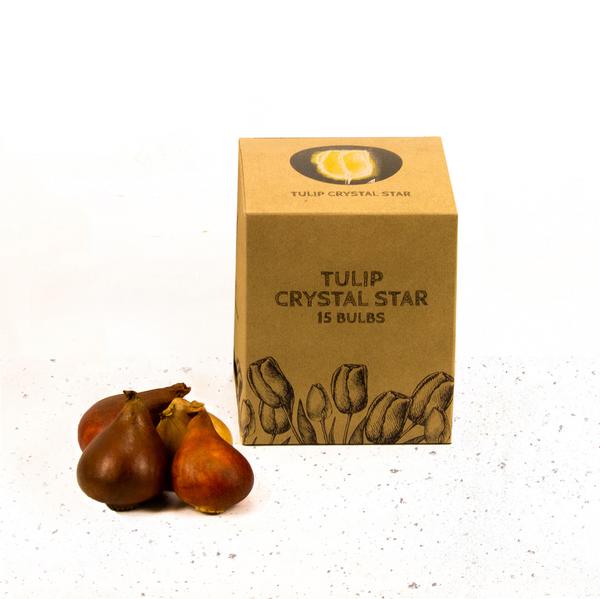 Bulbes à fleurs Amsterdam - Crystal Star - 15 bulbes à fleurs - Taille 12+