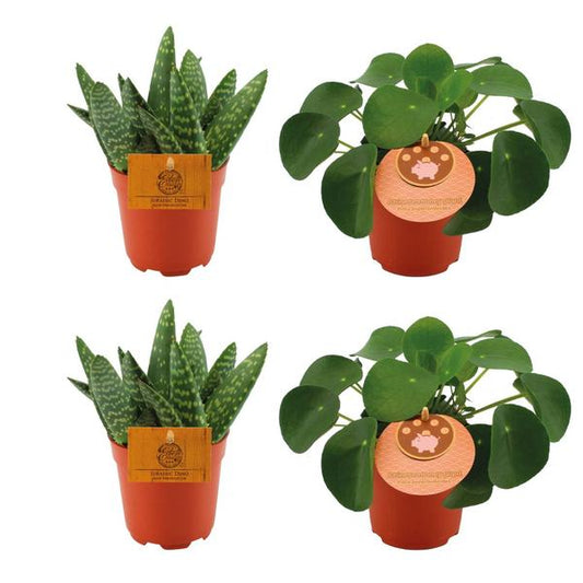 2x Aloe Paradisicum + 2x Pilea Peperomoides - 4 pièces - Ø10,5cm - ↕10cm