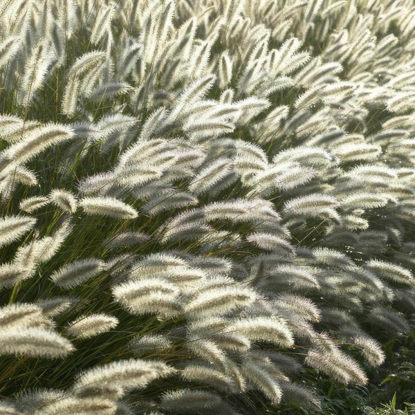 Pennisetum alopecuroides 'Hameln' - ↕10-25cm - Ø9cm - 60x