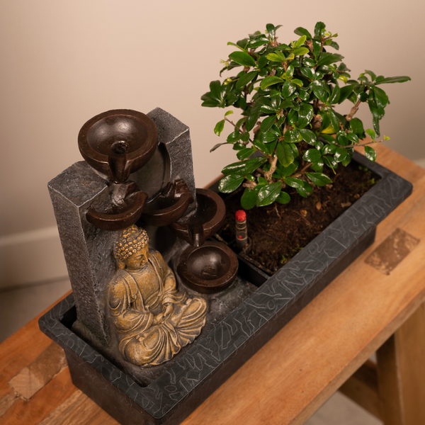 Bonsaï Cascade (budha) - Ø15cm - ↕30cm