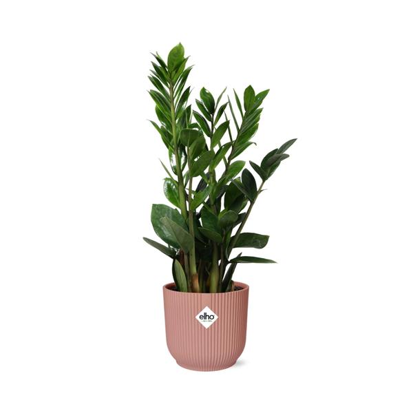 Zamioculcas – Hauteur 45-50 en ELHO Vibes Fold 14cm rose