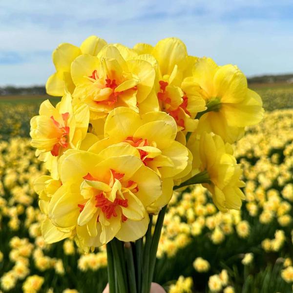 Flowerbulbs Amsterdam - Super Narcissus Mix - Sachet de valeur durable, 100 bulbes de fleurs pour 2,5 m2 de splendeur florale - Taille 12/14