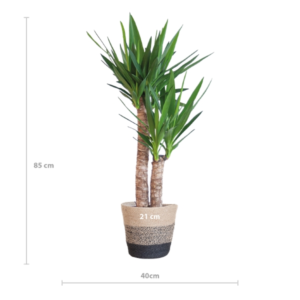 Yucca Elephantipes avec Panier Lisbonne noir - 90cm - Ø21