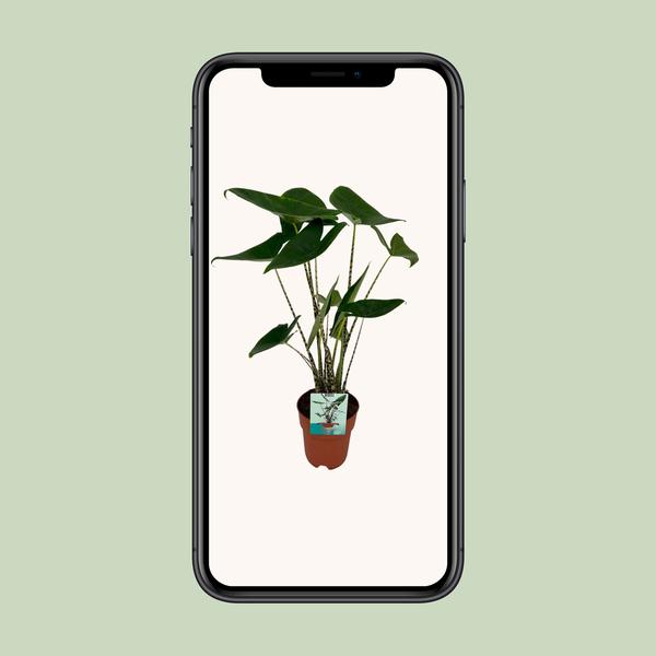 Alocasia Zebrina - Oreille d'éléphant - Ø19cm - ↕75cm