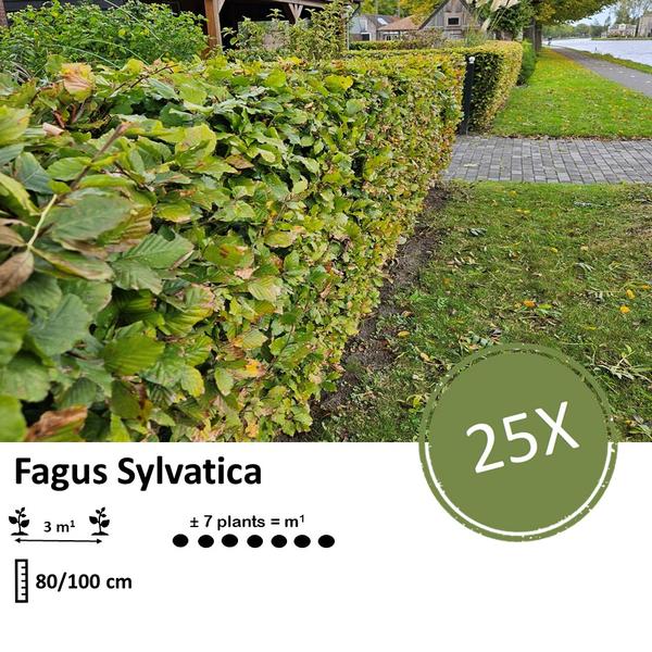 Fagus sylvatica - Bare root - 80/100 - 25x