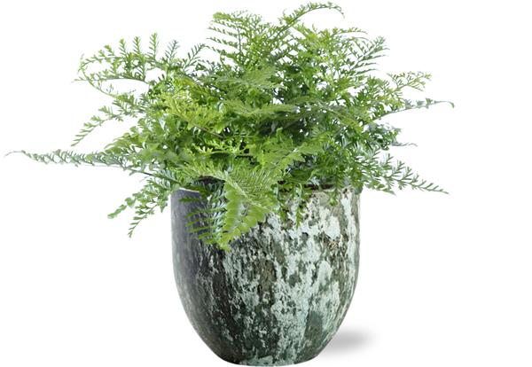 Asplenium Parvati - Ø21cm - ↕40cm + Sem Pot D24x22cm - Groen