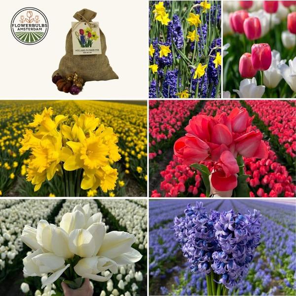 Flowerbulbs Amsterdam - Medium Holland Mix - Sachet de valeur durable, 50 bulbes de fleurs pour 1 m2 de splendeur florale - Taille 12+