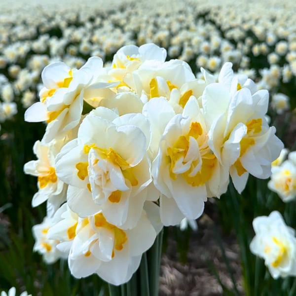 Flowerbulbs Amsterdam - Rob's Favorites - 20 bulbes à fleurs - Taille 12/14