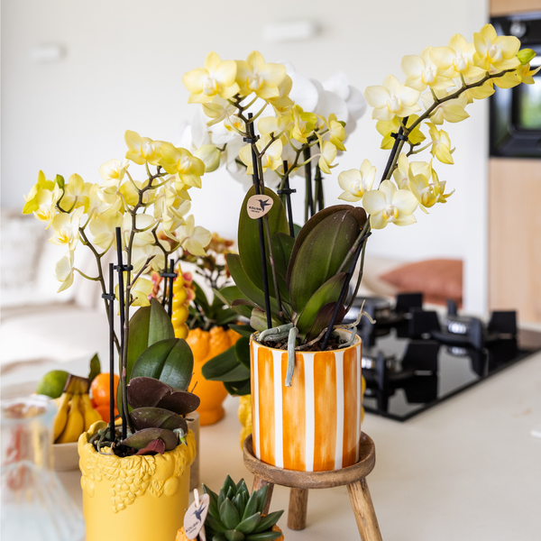 Kolibri Home | Painted stripe - Orange - Ø9cm