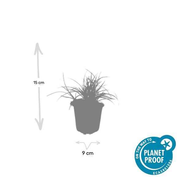 Luzula nivea - ↕10-25cm - Ø9cm - 60x
