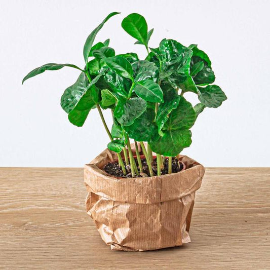 Coffea Arabica - Caféier - Plante de terrarium - Pot taille 6