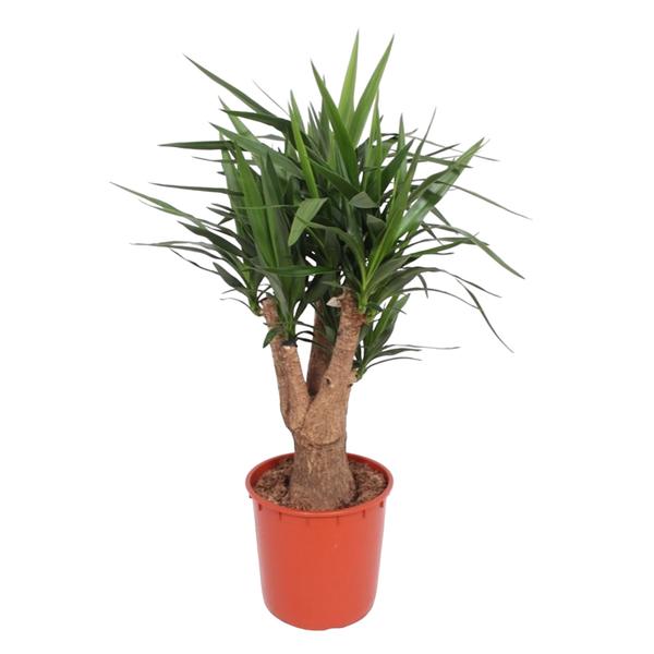 Yucca Elephantipes ramifié - 140 cm - ø34