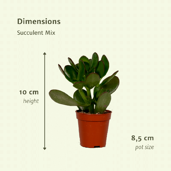 Succulenten Mix - 18 stuks - Ø8,5cm - ↕10 cm