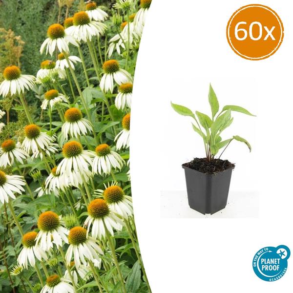 Echinacea p. 'White Swan' - ↕10-25cm - Ø9cm - 60x