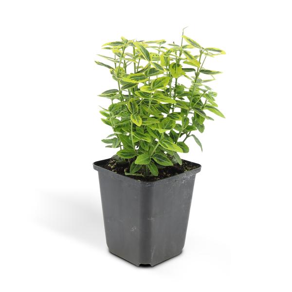 Euonymus fort. 'Emerald 'n Gold’ - ↕10-25cm - Ø9cm - 60x