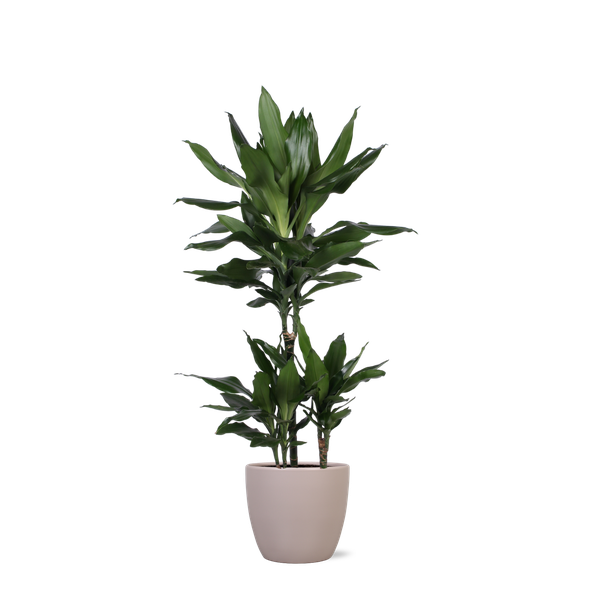 Dracaena Janet Lind Ø21cm - ↕90cm en pot Boule TAUPE
