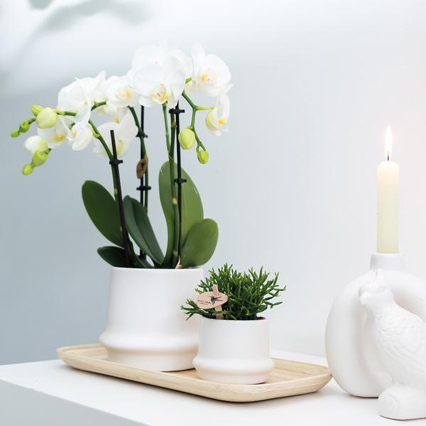 Orchidées colibris | COMBI DEAL de 2 orchidées Phalaenopsis blanches - Amabilis - taille du pot Ø9cm | plante d'intérieur à fleurs - fraîchement sortie du producteur