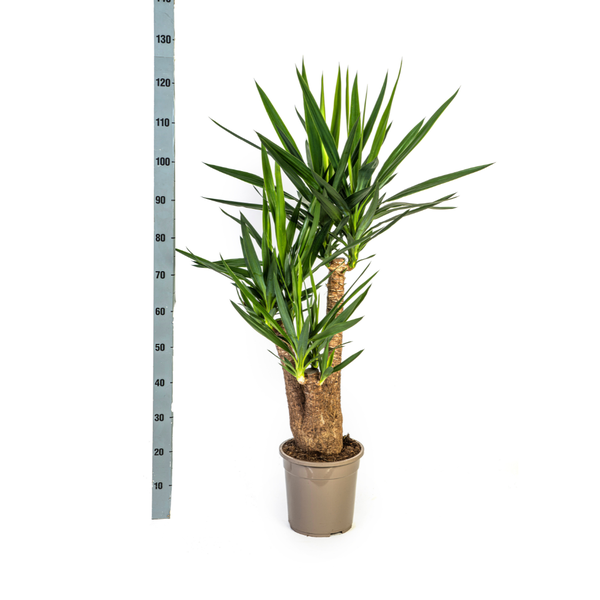 Yucca Éléphantipes Ø24cm - ↕90-100cm