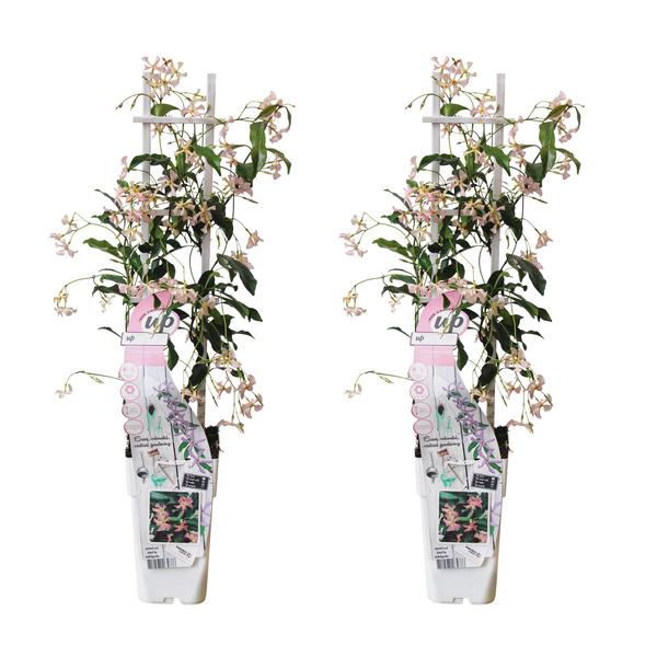 2x - Trachelospermum 'Étoile d'Ibiza' - ↨65cm - Ø15