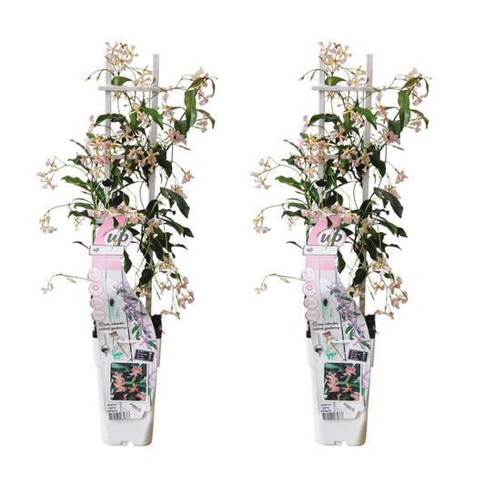 2x - Trachelospermum 'Étoile d'Ibiza' - ↨65cm - Ø15