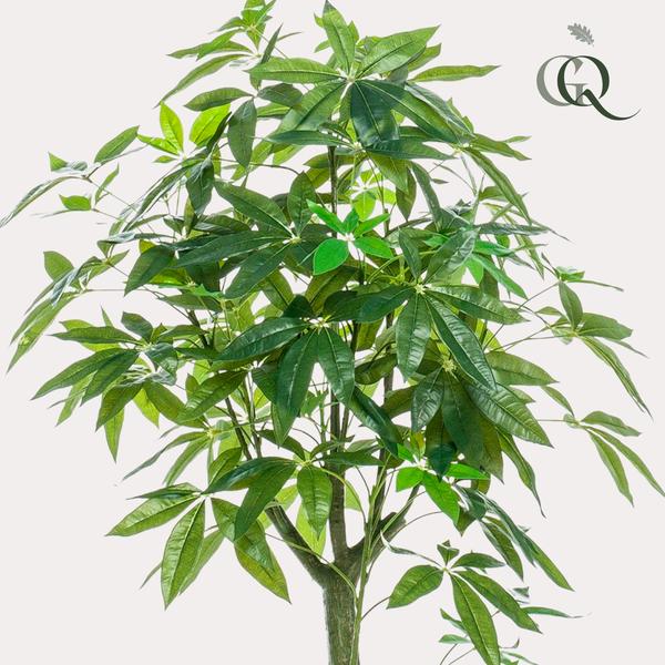 Plante artificielle - Pachira Aquatica - Arbre à argent - 150 cm