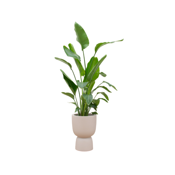 Offre combinée - Strelitzia Nicolai avec elho Pure Coupe beige Ø35 - 200 cm
