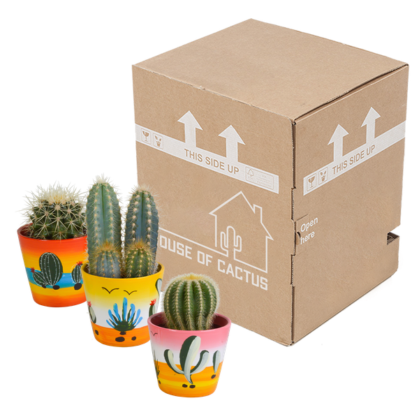 Cactus mix 8.5 cm - 3x - in Mexicaanse pot