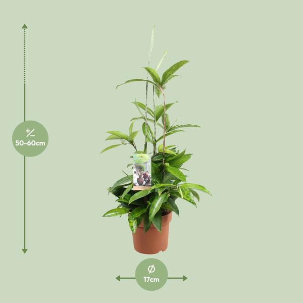 Dracaena Surculosa - Ø17cm - ↕55cm