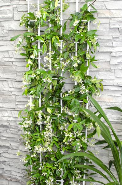 Trachelospermum 'Étoile de Venise' - Jasmin Toscan Blanc - Ø15cm - ↕65cm