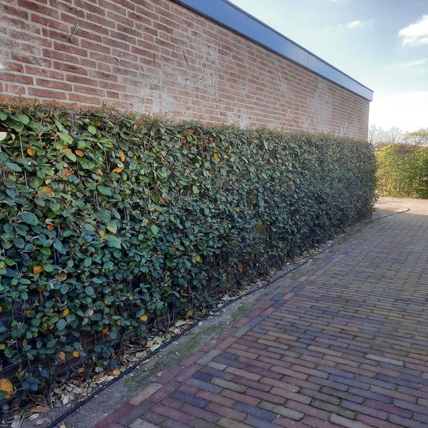 Elaeagnus ebbingei - Haie prête à l'emploi - 120 x 180 cm - 1 pce