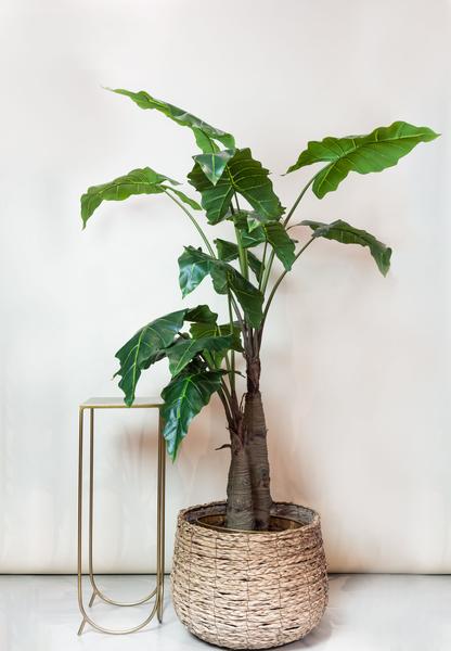 Plante artificielle - Alocasia - Oreille d'éléphant - 180 cm