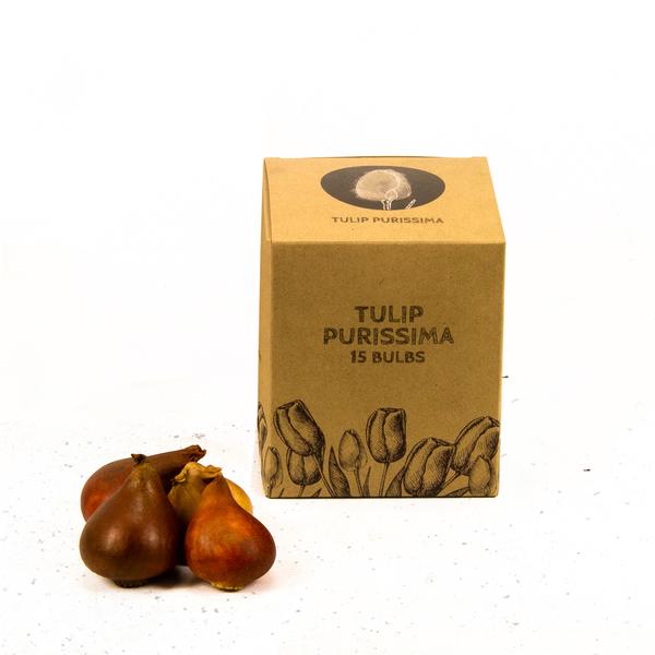 Bulbes à fleurs Amsterdam - Purissima - 15 bulbes à fleurs - Taille 12+