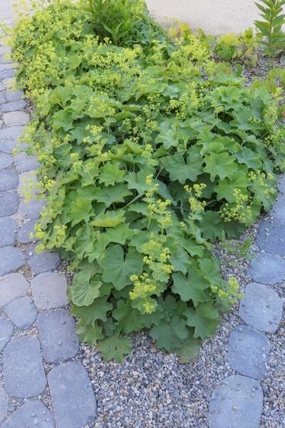 Alchemilla mollis - ↕10-25cm - Ø9cm - 60x