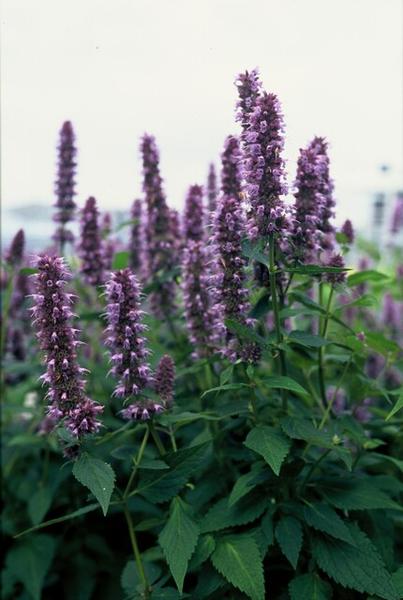 Agastache 'Blue Fortune' - ↕10-25cm - Ø9cm - 60x