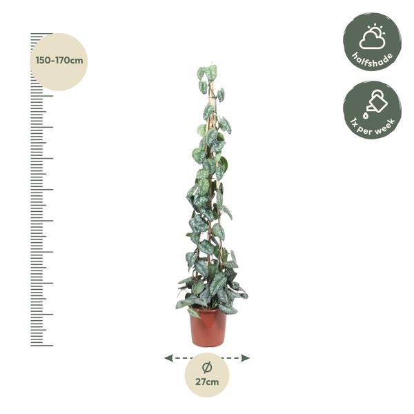 Scindapsus Pictus Trebie piramide - 160 cm - ø27