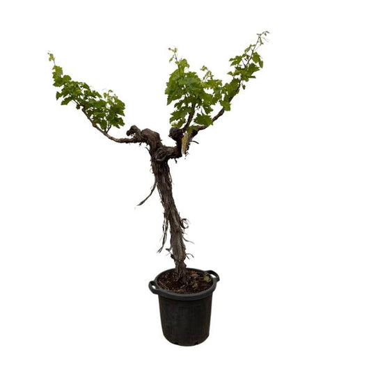 Tronc de raisin (Vitis Vinifera) ramifié - 220cm - ø55