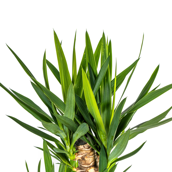 Yucca Éléphantipes Ø24cm - ↕130cm
