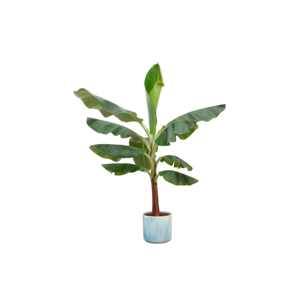 Offre combinée - Bananier (Musa) dont Ocean Round bleu atlantique Ø22 - 120 cm