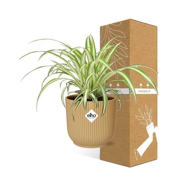 Chlorophytum Comosum Variegatum en ELHO Vibes Fold 14cm jaune