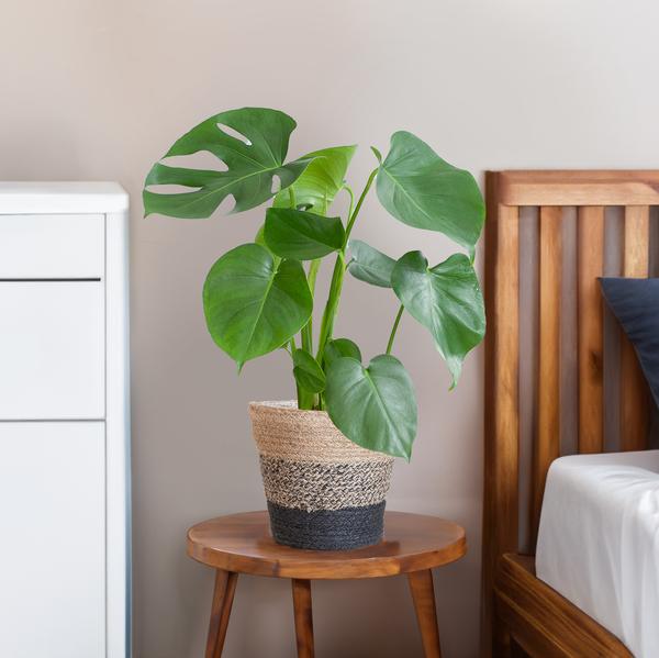Monstera Deliciosa avec panier Lisbon noir - 50cm - Ø17